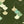 Scale Balance Matte Wallpaper – Bracken